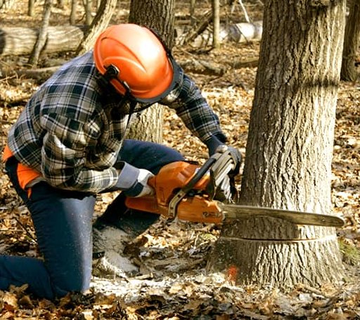 Tree Removal in Wye Mills, MD